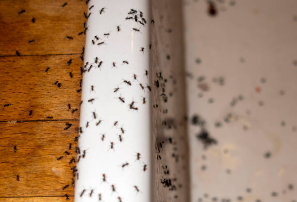 Best Wildlife Control Services  in Hampton, MD